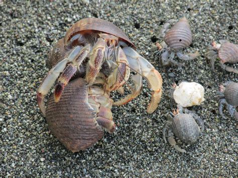 Hermit crabs found to use vibration to ward off would-be shell evictors