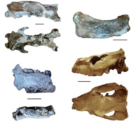 Some of the most relevant materials described above: a) skull of... | Download Scientific Diagram