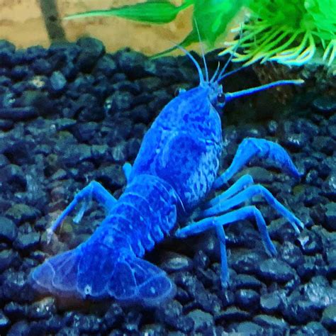 Pet Blue Crayfish Are Awesome: Here are 6 Reasons Why