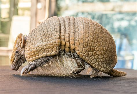 Featured Animals - Armadillo - CMZoo