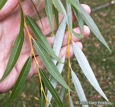 Trees of Wisconsin: Salix alba, white willow