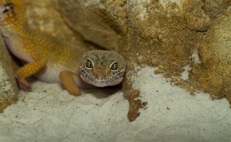 7 Best Leopard Gecko Substrates (Plus 5 You MUST Avoid!)