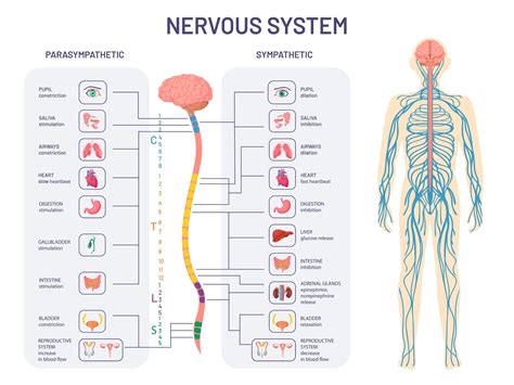 Autonomic Nervous System (ANS): What It Is and How It Works