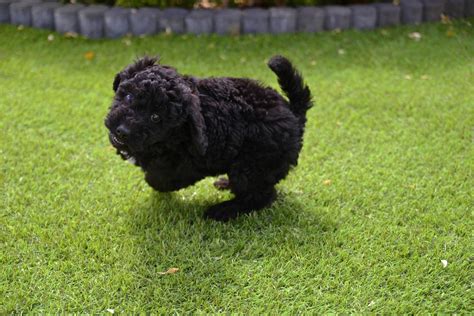 Black poodle puppy. : aww