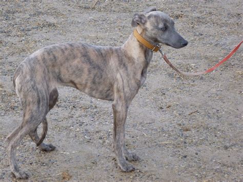 blue brindle whippet bitch puppy | Northallerton, North Yorkshire | Pets4Homes