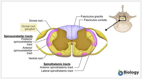 Ganglion Definition and Examples - Biology Online Dictionary