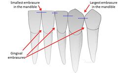 Dental Anatomy Exam 2 flashcards | Quizlet