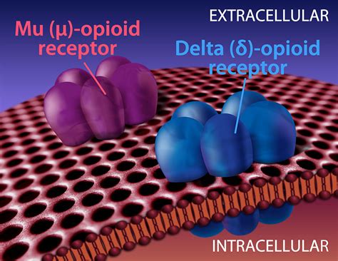 Delta Receptor - The Physiological Mechanisms of Opioid Receptors