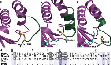 (A-C) Views showing that the capping region (colored in green) is... | Download Scientific Diagram