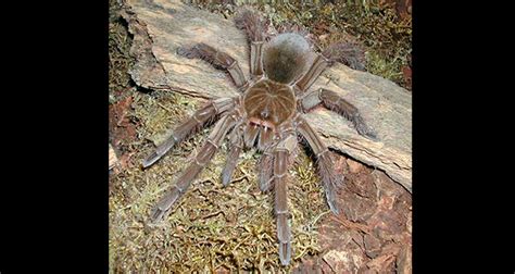 Goliath Birdeater | Fact# 19006 | FactRepublic.com