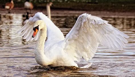 Mute Swan | The Animal Facts | Appearance, Behavior, Habitat, Diet