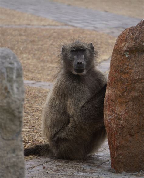 Ambush predator | Baboon at Cape point, South Africa lies in… | Flickr