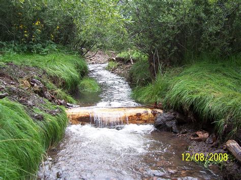 Willow Creek – New Mexico Trout