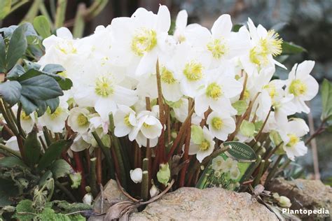 Christmas Rose, Helleborus niger - How to Plant and Care - Plantopedia