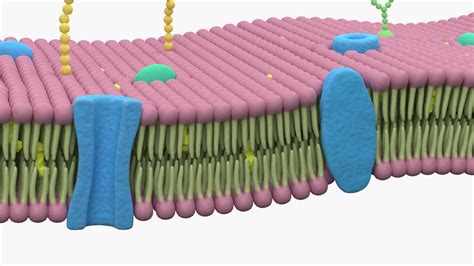 Cell Membrane Lipid Bilayer - 3D Model by esfey