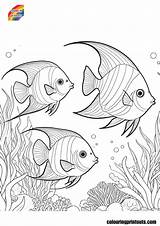 Angelfish Coloring Pages Free Printables sketch template