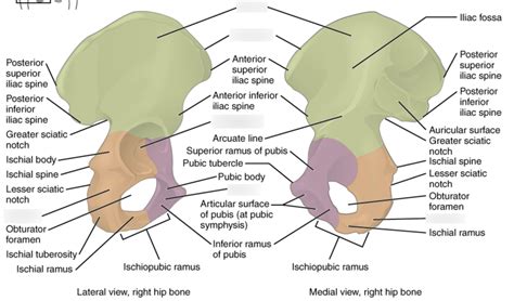 hip bone diagram Diagram | Quizlet