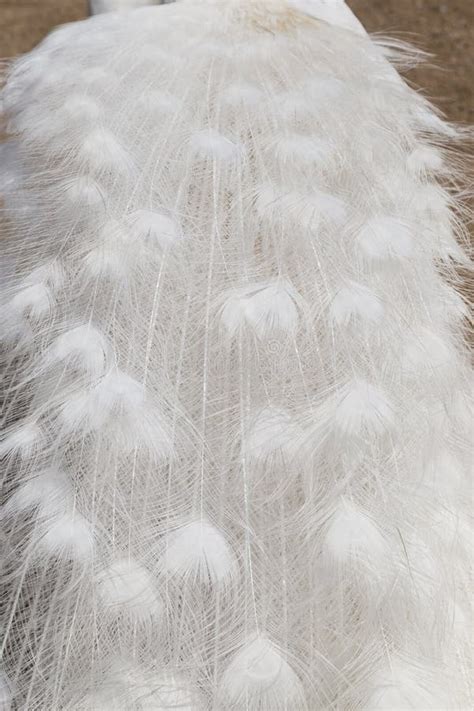 Closeup of White Peacock`s Feathers Stock Photo - Image of blue ...