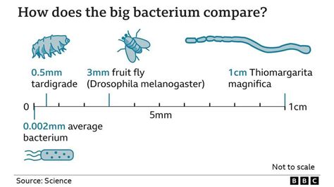 Bacterium as big as an eyelash is the largest ever discovered! - BBC Newsround