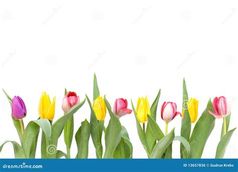 Row Of Tulips Royalty Free Stock Image - Image: 13657836