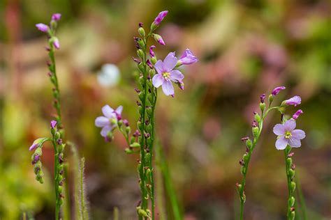 Sundew | San Diego Zoo Animals & Plants