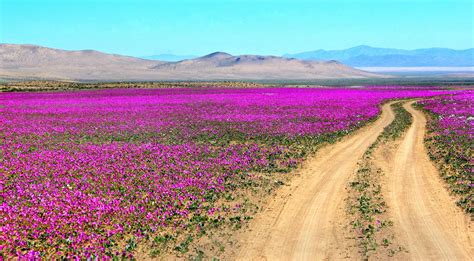 Flowering Atacama Desert, Chile wallpapers and images - wallpapers, pictures, photos