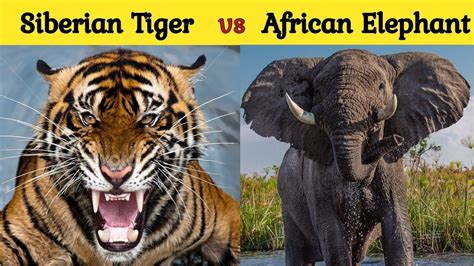 Siberian Tiger vs African Elephant किसकी होगी जीत? | African Elephant ...