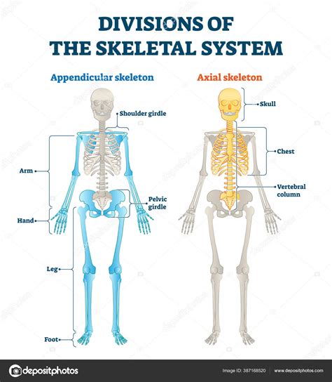 Divisions of appendicular and axial skeletal system labeled explanation. Stock Vector Image by ...