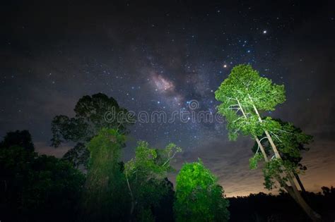 Milky Way Galaxy, Night Sky with Amazing Stars of a Tree. Stock Image - Image of shape, exposure ...
