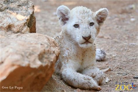 Pafos zoo entices visitors after months of lockdown | Cyprus Mail