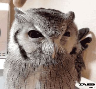 Funny animal gifs - part 128 (10 gifs) | Amazing Creatures