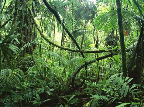 Bosques tropicales, los ecosistemas terrestres más biodiversos del planeta