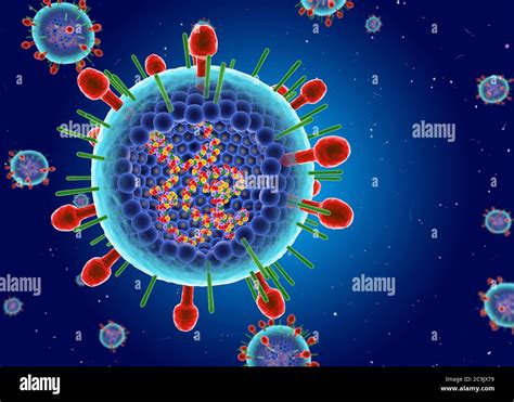 Paramyxovirus Structure