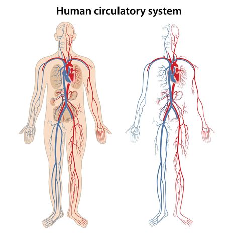 What Parts Of Your Body Are Part Of The Circulatory System - Infoupdate.org