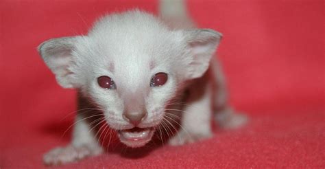 12 Extremely Rare Photos Of Albino Baby Animals