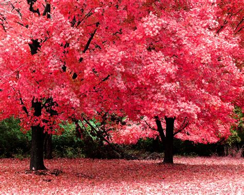 Free download 1280x1024 Pink trees desktop PC and Mac wallpaper [1280x1024] for your Desktop ...