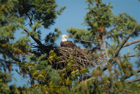 Vermont Sees Modern-Day Record For Bald Eagle Reproduction | WAMC