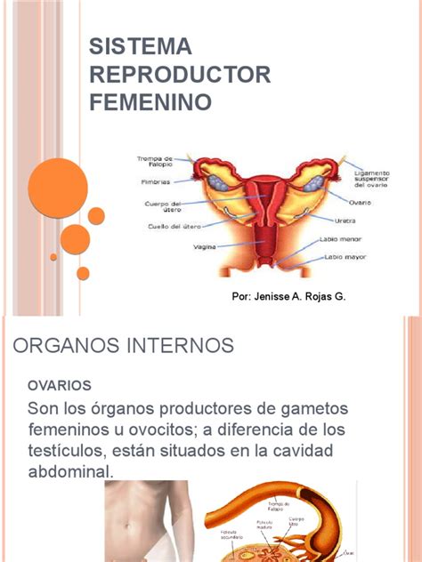 sistema reproductor femenino