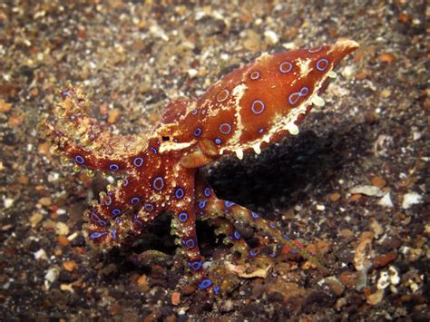 Mimic Octopus, this fascinating creature was discovered in 1998 off the coast of Sulawesi in ...