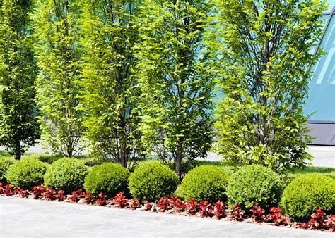 Commercial Landscaping Ideas - Commercial Landscape Tips