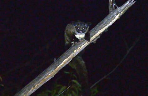 Yellow-bellied Gliders take refuge in proposed Headwaters Nature ...