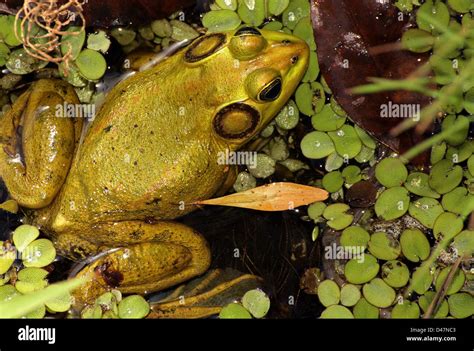 PIG FROG IN SWAMP Stock Photo - Alamy