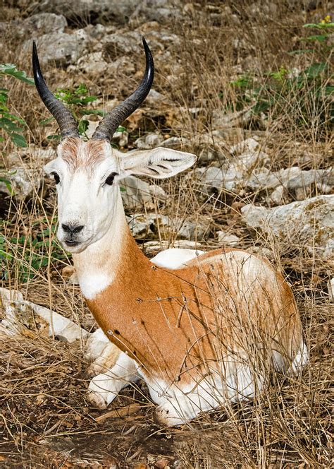 Red Lechwe Antelope Juvenile White Phase Photograph by Millard H. Sharp - Fine Art America