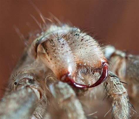 All about spiders | Welcome Wildlife