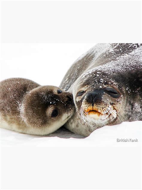 "Antarctic Fur Seal with Baby Kissing Its Mother" Sticker for Sale by ...