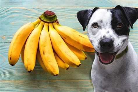 Are Banana Skins Bad For Dogs