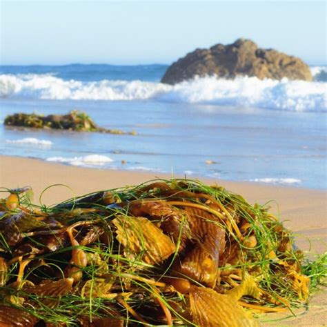 Popular Playa Del Carmen Beach To Remain Closed To Tourists Due To ...