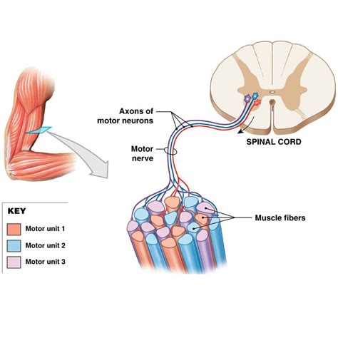 Vertebral Motor Unit