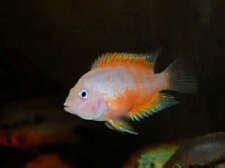 Convict Fish Breeding Made Easy for the new hobbyist - Just Cichlids