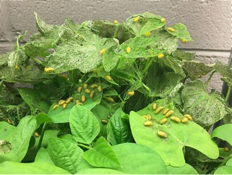 Preventing Mexican Bean Beetle Outbreaks - Research Highlight - Soybean ...